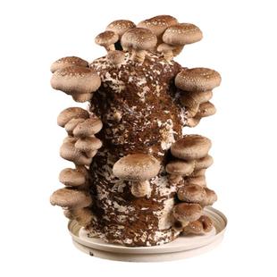 香菇种植菌包菌菇蘑菇 香菇种植包香菇种子香菇种植菌种香菇菌种