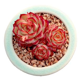 【一物一拍】梦幻玫瑰精致小群生多肉植物办公室盆栽绿植满28包邮