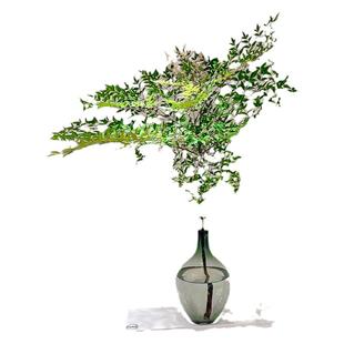 南天竹水培植物真树盆栽火焰南天竹室内客厅水养带根绿植落地造景