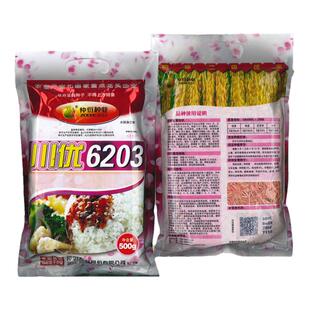 水稻种稻谷种高产分蘖强抗病抗倒伏香米香稻好吃泰米品种川优6203