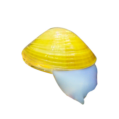 黄金蚬专吃鱼屎粪便净水河蚌冷水清道夫淡水观赏鱼清洁工具观赏螺