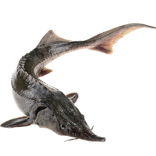 顺丰包邮鲟鱼中华鱼活鱼充氧发货泉水养殖生态鲟龙鱼冷淡水产食用