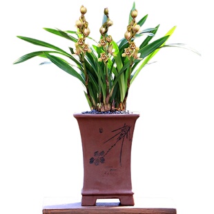 【团购】喜花里金荷四季建兰七彩玲珑荷瓣浓香室内好易养绿植盆栽