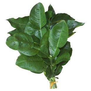 新鲜柚子叶高考开运祈福碌柚叶沐浴50年老树带枝柚子叶新鲜糍粑