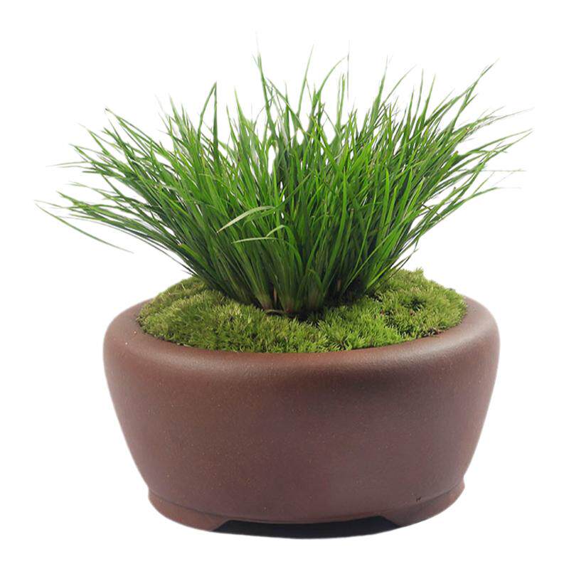 金钱菖蒲虎须黄金姬胧月桌面小盆栽水培植物办公室绿植盆景菖蒲苗