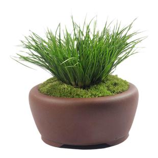 金钱菖蒲虎须黄金姬胧月桌面小盆栽水培植物办公室绿植盆景菖蒲苗