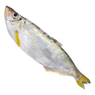 东海海捕白鳓鱼白鳞鱼鲥鱼新鲜水产液氮速冻顺丰直达