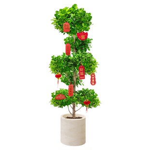 造型金钱榕摇钱树盆栽客厅大型绿植室内好养植物乔迁新居开业送礼