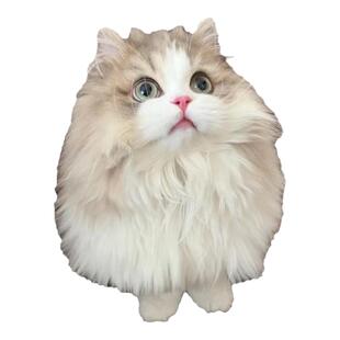 曼基康矮脚猫幼猫纯种米努特蓝金渐层短腿猫拿破仑宠物猫咪活物