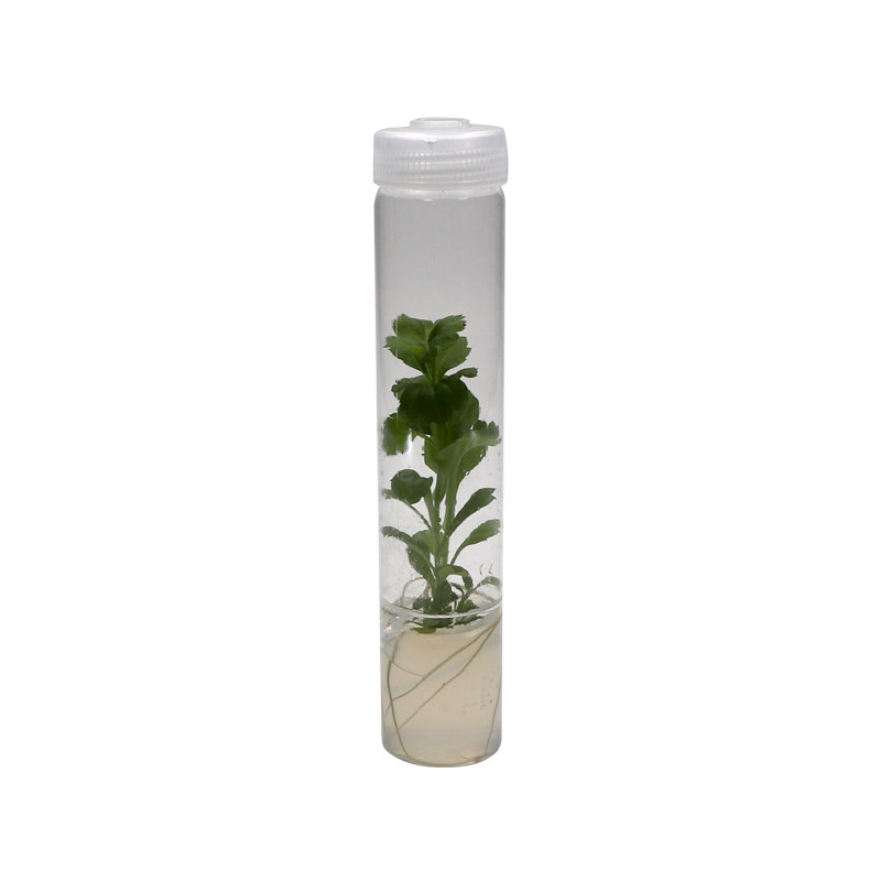 茉钡特菊花无菌组培苗瓶苗高中生物实验组织培养可转接扩繁实验苗