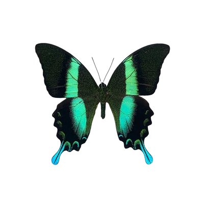 真蝴蝶标本展翅摆件装饰品可收藏