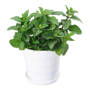 薄荷盆栽可食用留兰香薄荷苗驱蚊植物净化空气水培绿植耐寒好养