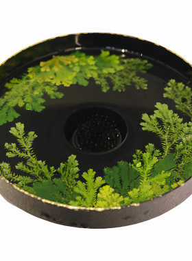 种籽造物落花盘天然植物标本大漆插花器家居装饰花器干泡壶承