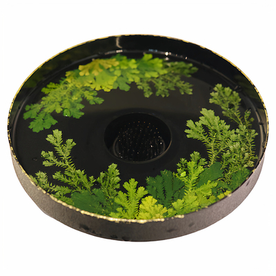 种籽造物落花盘天然植物标本大漆插花器家居装饰花器干泡壶承