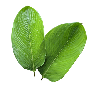 大粽叶新鲜现摘广西冬叶大号特大号端午节包粽子专用粽叶非箬竹叶