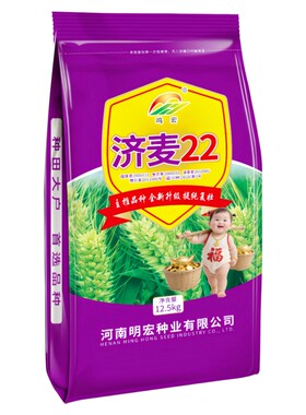 正宗济麦22原种小麦种山东农科院
