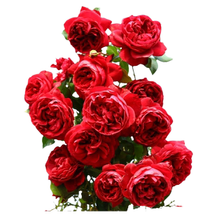 藤本月季花苗玫瑰国度天使攀援阳台月季浓香多季勤花带花发货