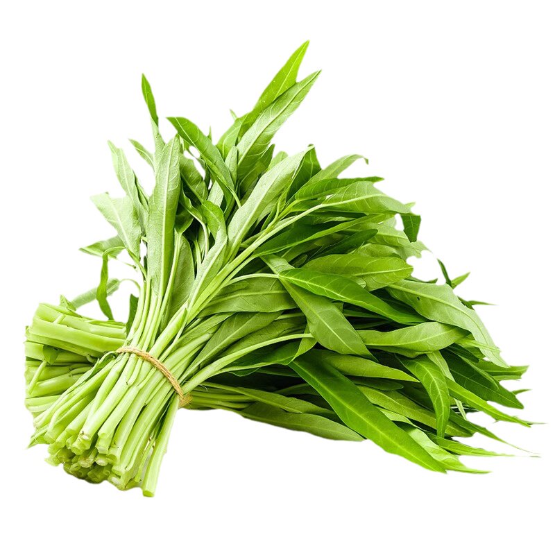 空心菜苗三叉空心菜苗大叶空心菜苗柳叶空心菜苗阳台盆栽种幼秧苗