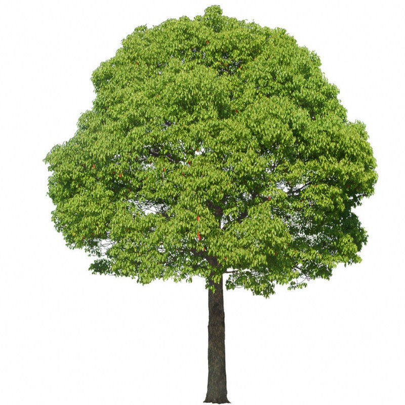 行道工程绿化庭院庭荫观景西乔木