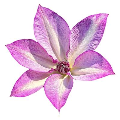 伟伟园艺 铁线莲乌托邦 美好回忆人气F系多花冬季室内也可开花