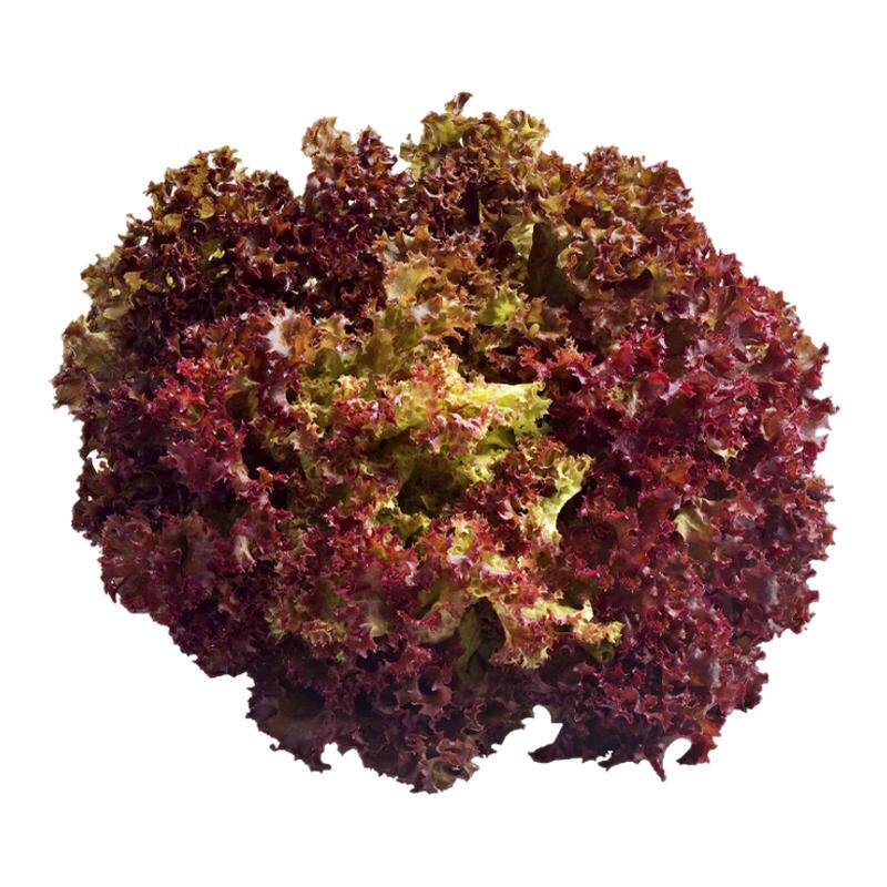 紫罗莎生菜苗秧带土球四季盆栽