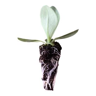 云南重瓣洋桔梗花苗多年生易养活庭院阳台盆栽花卉花期好种小花苗