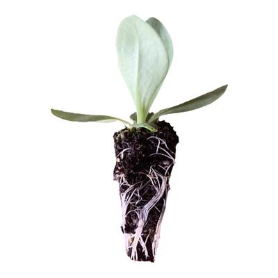 云南重瓣洋桔梗花苗多年生易养活庭院阳台盆栽花卉花期好种小花苗