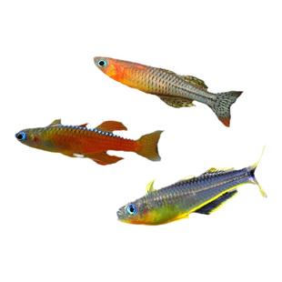 霓虹燕子鱼新郎官珍珠阿鲁橘红燕子美人灯科鱼热带热带鱼观赏活体