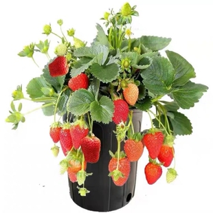 手艺人飞羽草莓苗品种对版章姬红颜香野玄玉真红美玲甜草莓盆栽