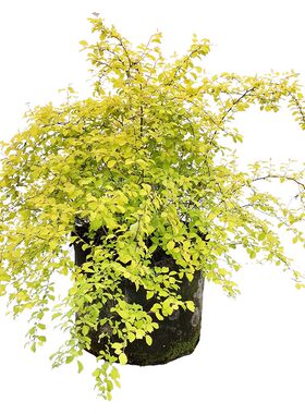 海蒂的花园喷雪花雪柳盆栽锦带绣黄金喷泉线菊溲疏小手球耐寒花卉