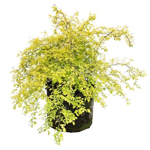 海蒂的花园喷雪花雪柳盆栽锦带绣黄金喷泉线菊溲疏小手球耐寒花卉