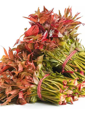 2026香椿芽新鲜蔬菜新鲜当季野菜现摘椿芽菜嫩芽香椿高山贵州特产