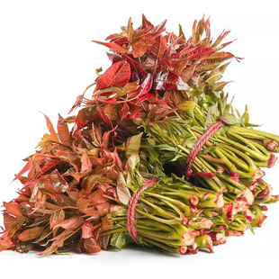 2026香椿芽新鲜蔬菜新鲜当季野菜现摘椿芽菜嫩芽香椿高山贵州特产