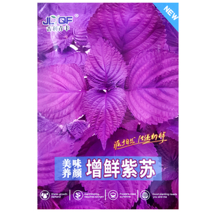 紫苏种子农家播种植四季阳台盆栽可食用紫叶苏子中药材蔬菜种籽孑