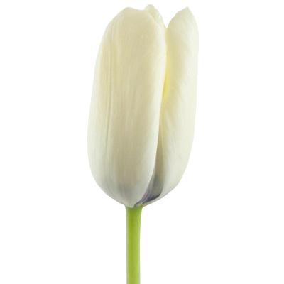 5个郁金香种球5度球左家花园