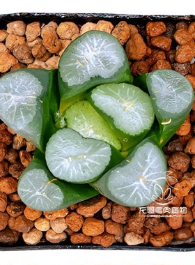 玉扇万象 雪国玄武白瓷欧若拉红月亮玉露十二卷多肉植物
