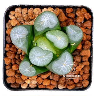 玉扇万象 雪国玄武白瓷欧若拉红月亮玉露十二卷多肉植物