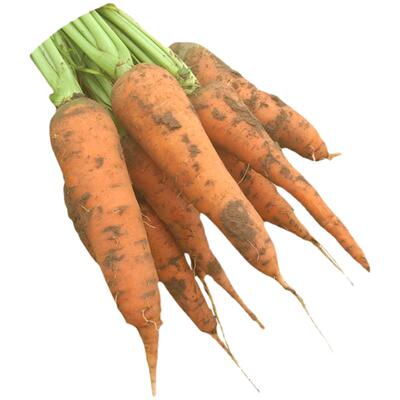 农家现挖老品种胡萝卜现挖现发的