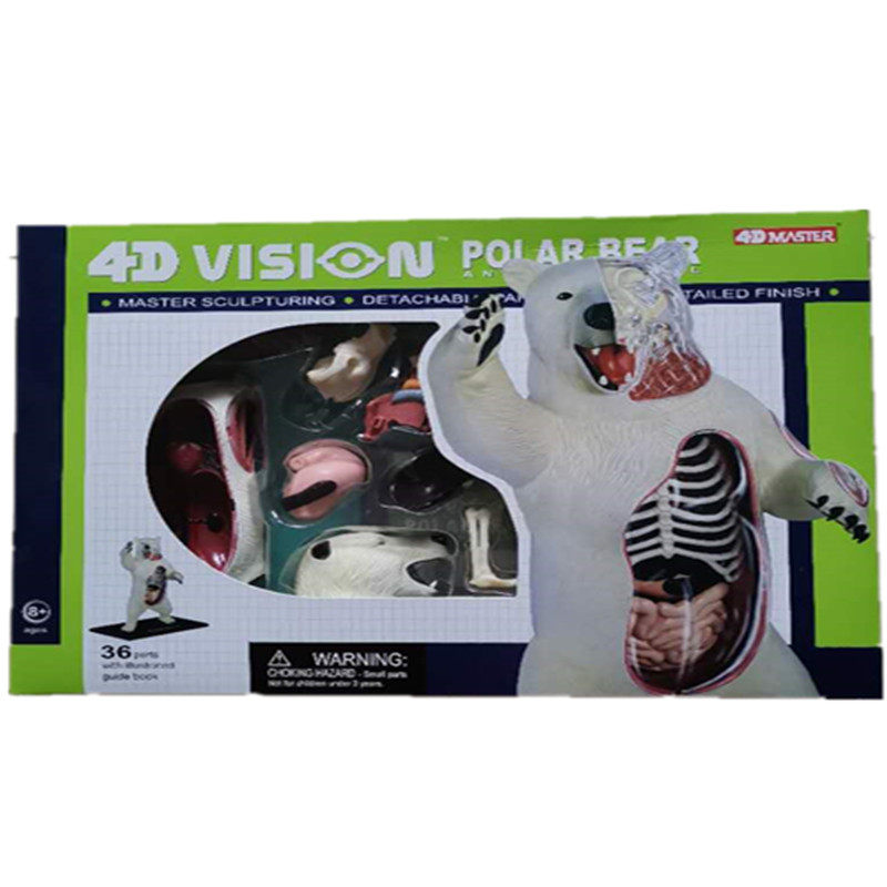 4D Master Vision Polar Bear 白熊黑熊模型玩具动物解剖北极熊