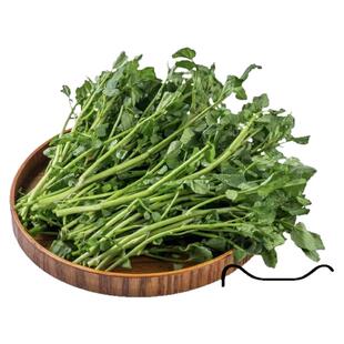 新鲜西洋菜新鲜豆瓣菜酒店炒菜煲汤火锅菜广东西洋菜500g包邮蔬菜