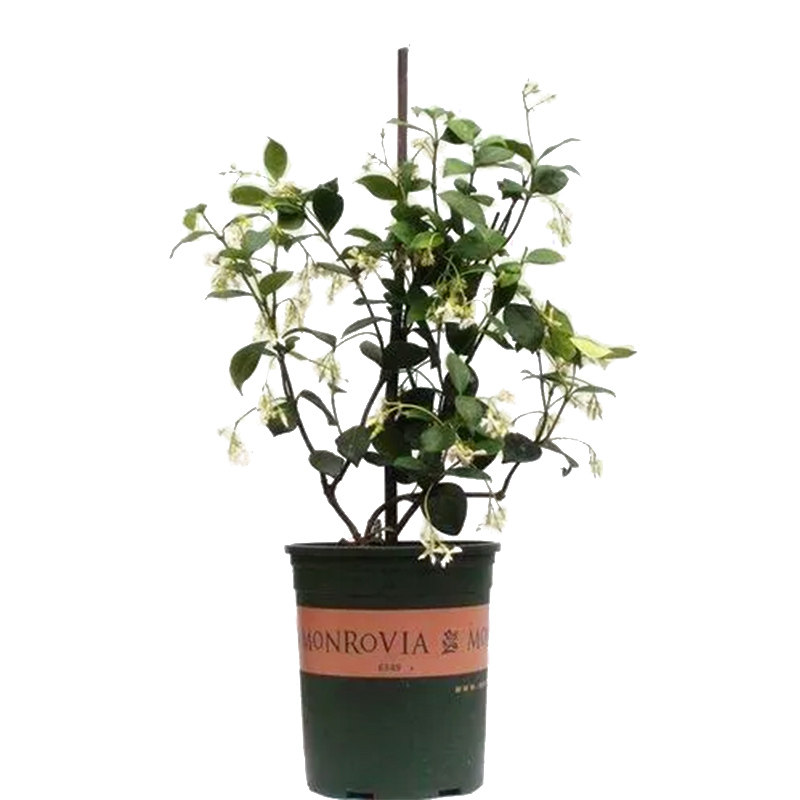 风车茉莉爬藤植物垂丝络石藤四季勤花苗室内阳台花卉盆栽常青绿植