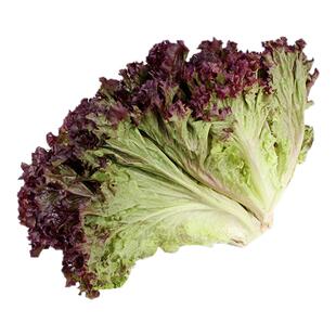 新鲜蔬菜500g红叶紫叶生菜西餐沙拉食材罗沙红罗莎红