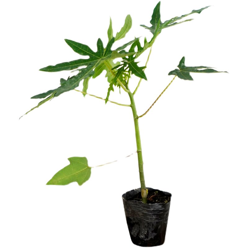 水果木瓜苗树矮化红心香甜