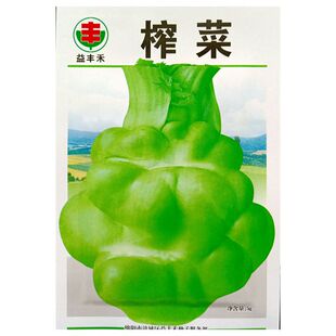 四川榨菜种子浙江榨菜脆嫩皮薄芥菜鲜食加工腌制咸菜秋季播种5克