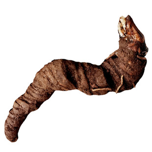 贵州重楼 深山七叶一枝花250g保真新鲜农家中药材蚤休独角莲包邮