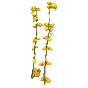 五代果鲜切枝黄金果小猪佩奇五福同堂果家庭瓶插乳茄年宵花乔迁新