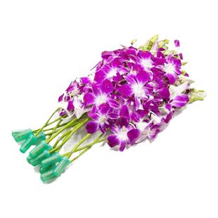 洋兰花新鲜西餐酒楼火锅店刺身摆盘装饰饮品蛋糕点缀花草鲜活真花