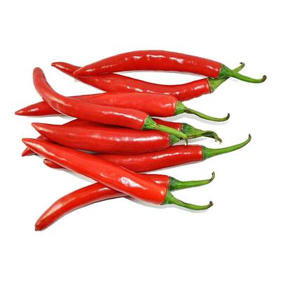 美人椒苗辣椒秧苗红长线椒苗二荆条幼苗春秋四季阳台盆栽蔬菜苗子