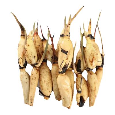 食用莲藕种苗观赏荷花莲藕苗种