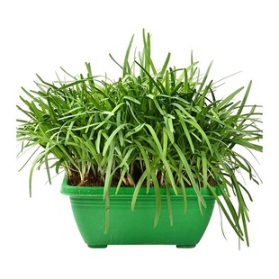 现挖新韭菜根苗香韭菜本土小叶韭菜根老土品种紫红根细叶地栽阳台